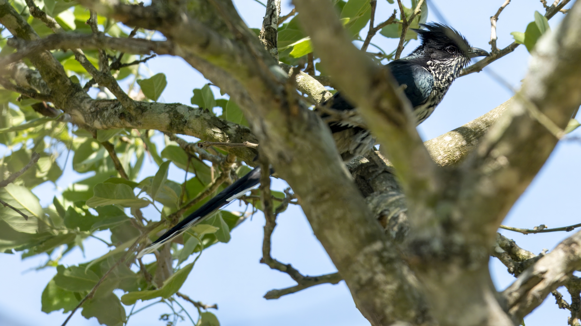 Kruger25 2025 11 01 09 20 49 ILCE 1M2 2075